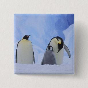 Chapa Cuadrada Antártida. Pingüinos emperadores y polluelos