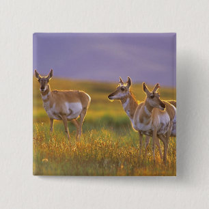 Chapa Cuadrada Antelope de Pronghorn en Montana