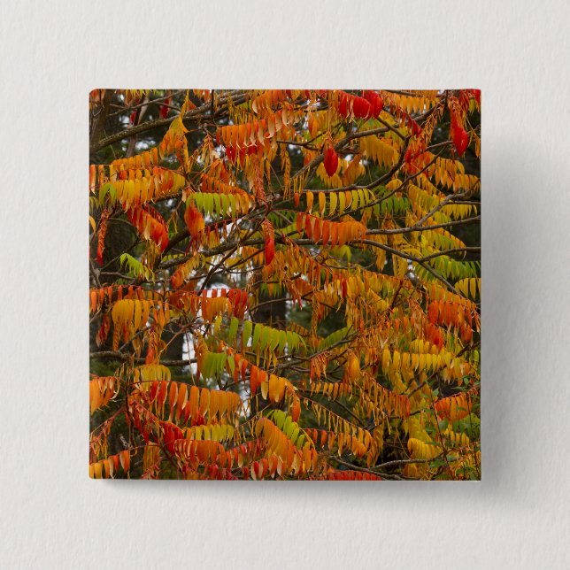 Chapa Cuadrada Árbol asfaltado en el otoño en Whitefish, (Anverso)