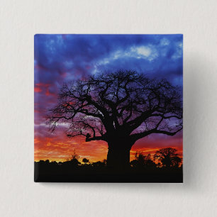 Chapa Cuadrada árbol baobab africano, Adansonia digitata, 2