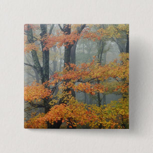 Chapa Cuadrada Árbol de Arce Rojo, Acer rubrum, retrato en niebla