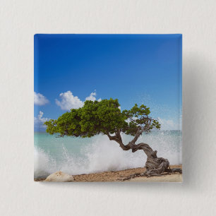 Chapa Cuadrada Árbol Divi Divi, Playa Eagle, Aruba, Caribe