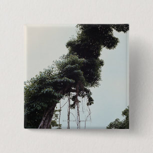 Chapa Cuadrada Árbol y vides elevados en selva