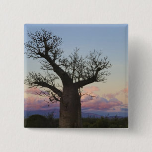 Chapa Cuadrada Árboles Baobab, Berenty, Toliara, Madagascar