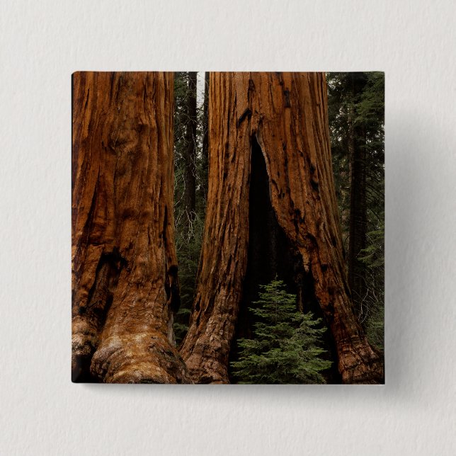 Chapa Cuadrada Árboles de secoya, Parque Nacional Sequoia. (Anverso)