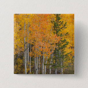 Chapa Cuadrada Árboles del río Provo y álamos