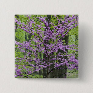 Chapa Cuadrada Árboles Redbud en plena floración primaveral cerca