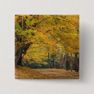 Chapa Cuadrada Arce de otoño que sobresale de una carretera rural