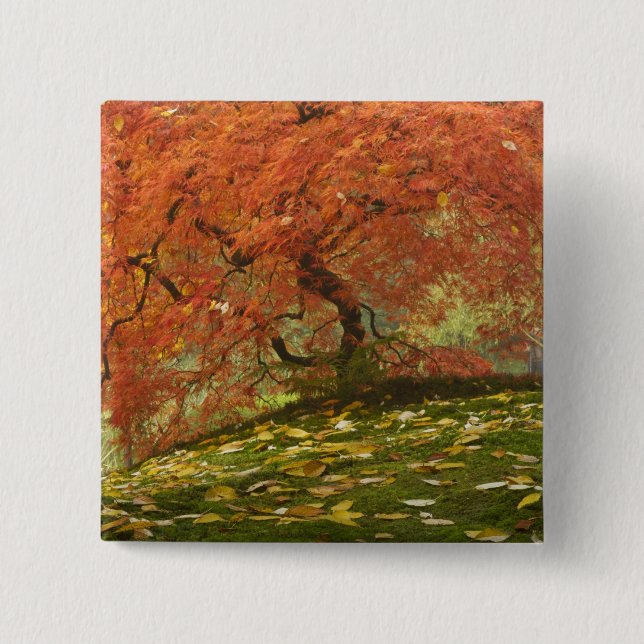 Chapa Cuadrada Arce japonés de color de otoño (Anverso)