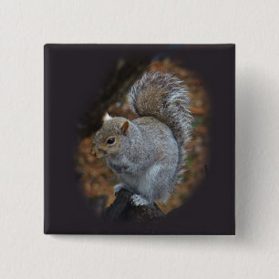 Chapa Cuadrada ardilla gris oriental - Sciurus carolinensis