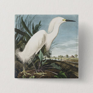 Chapa Cuadrada Arte de ave garceta nevada Audubon vintage