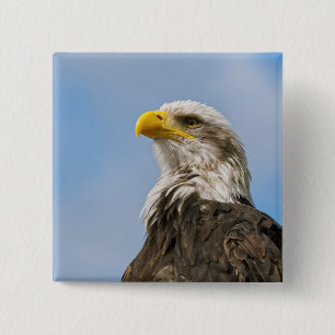 Chapa Cuadrada Arte de retrato de vida silvestre de águila calva