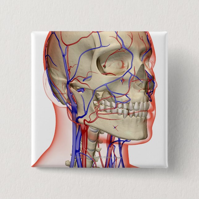 Chapa Cuadrada Arterias y venas en la cabeza y el cuello (Anverso)