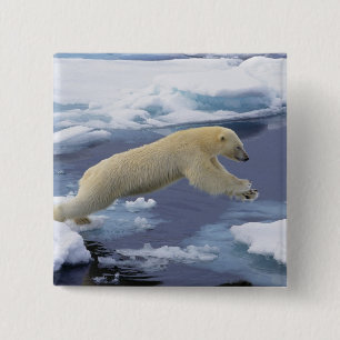 Chapa Cuadrada Ártico, Svalbard, Oso polar extendiéndose