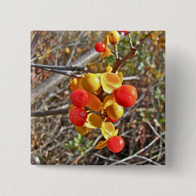 Chapa Cuadrada Artículos de Bitterdulce Vine Berries (Anverso)
