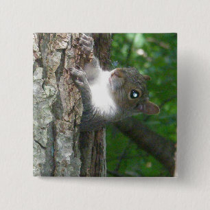 Chapa Cuadrada Artículos de la ardilla gris oriental (Sciurus car
