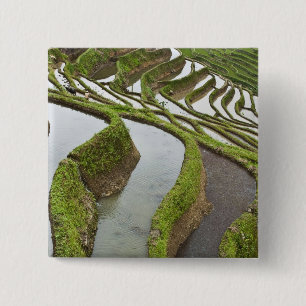 Chapa Cuadrada Asia, China, Yunnan, Yuanyang. Arroz inundado