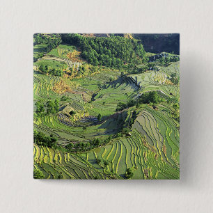Chapa Cuadrada Asia, China, Yunnan, Yuanyang. Patrón de verde