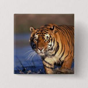 Chapa Cuadrada ASIA, India, Tigre de Bengala Panthera tigris)