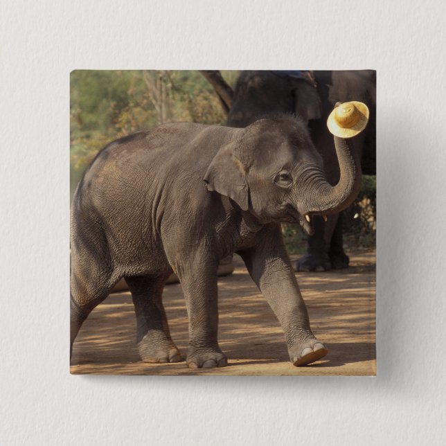 Chapa Cuadrada Asia, Tailandia, Lampang cediendo con el gorra - T (Anverso)