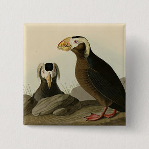 Chapa Cuadrada Auk Tufted (Puffin) - Los pájaros de América de Au
