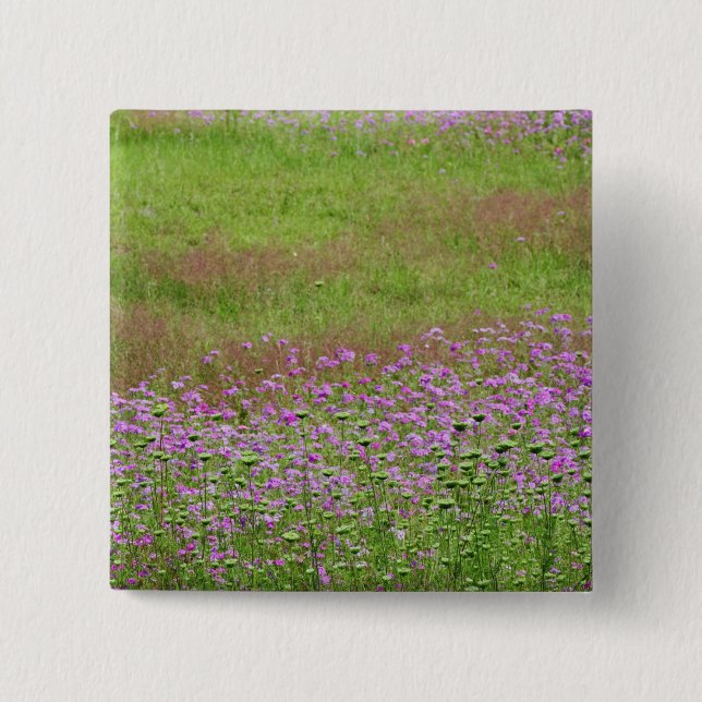 Chapa Cuadrada Aumento de la reina Anne's Lace Daucus (carota) (Anverso)