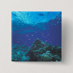 Chapa Cuadrada Australia, Gran Barrera de Coral. Enjambre Púrpura