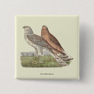 Chapa Cuadrada Ave NY Harrier (Halcón de cola anillada)