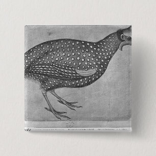 Chapa Cuadrada Aves de Guinea, el álbum de Vallardi