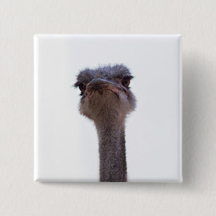 Chapa Cuadrada avestruz