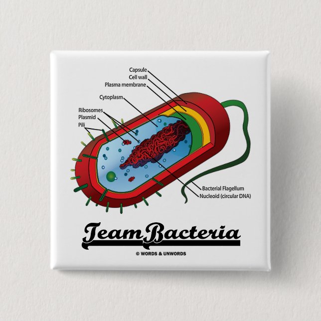 Chapa Cuadrada Bacterias del equipo (Prokaryote) (Anverso)