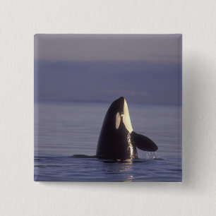 Chapa Cuadrada Ballena asesina de orca (orcinus) en spyhopping ce