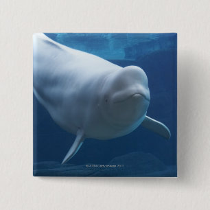 Chapa Cuadrada Ballena Beluga (Delphinapterus leucas)