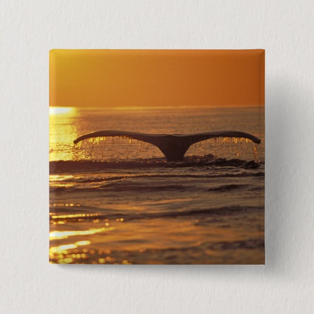 Chapa Cuadrada Ballena jorobada (Anverso)