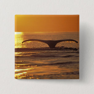 Chapa Cuadrada Ballena jorobada