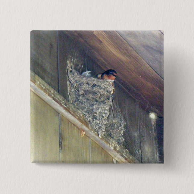 Chapa Cuadrada Barn Swallow Series (Anverso)