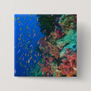 Chapa Cuadrada Basslets Hada (Pseudanthias