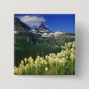 Chapa Cuadrada Beargrass en Logan Pass en Glacier National Park