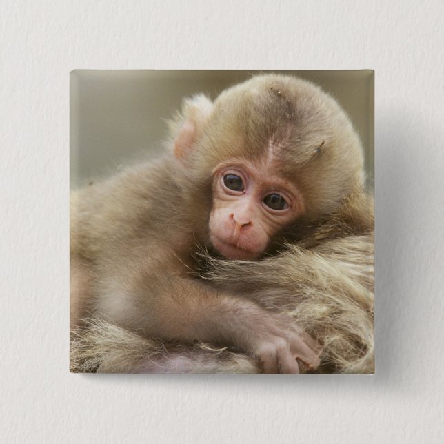 Chapa Cuadrada Bebé de mono de nieve, Jigokudani, Nagano, Japón 2 (Anverso)