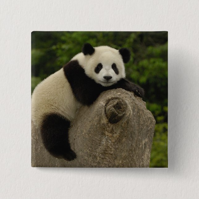 Chapa Cuadrada bebé de panda gigante (Anverso)