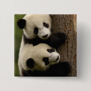 Chapa Cuadrada Bebés de panda gigante (Ailuropoda melanoleuca) 2