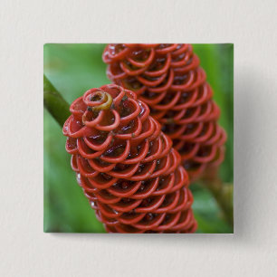 Chapa Cuadrada Beehive Ginger, zingiber espectabile),