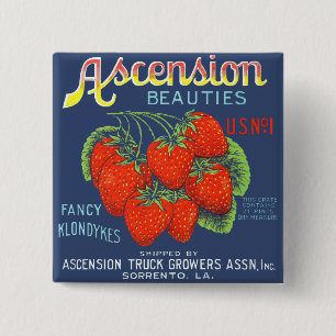 Chapa Cuadrada Belleza de ascensión Fancy Klondykes Fresas