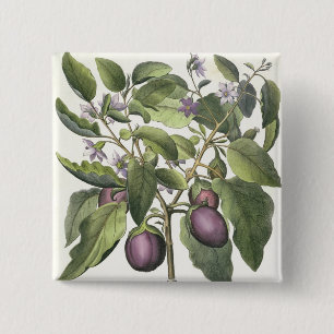 Chapa Cuadrada Berenjena: Pallido del fructu de Melanzana, del
