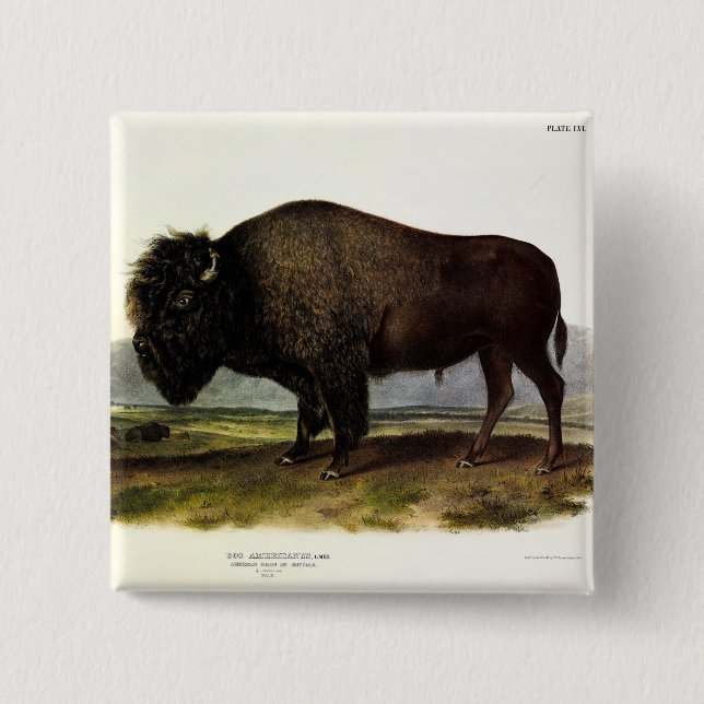 Chapa Cuadrada Bison Americano, o Búfalo (Bison bison) - Audubon (Anverso)
