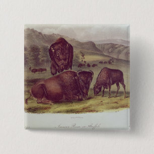 Chapa Cuadrada Bisonte americano o búfalo