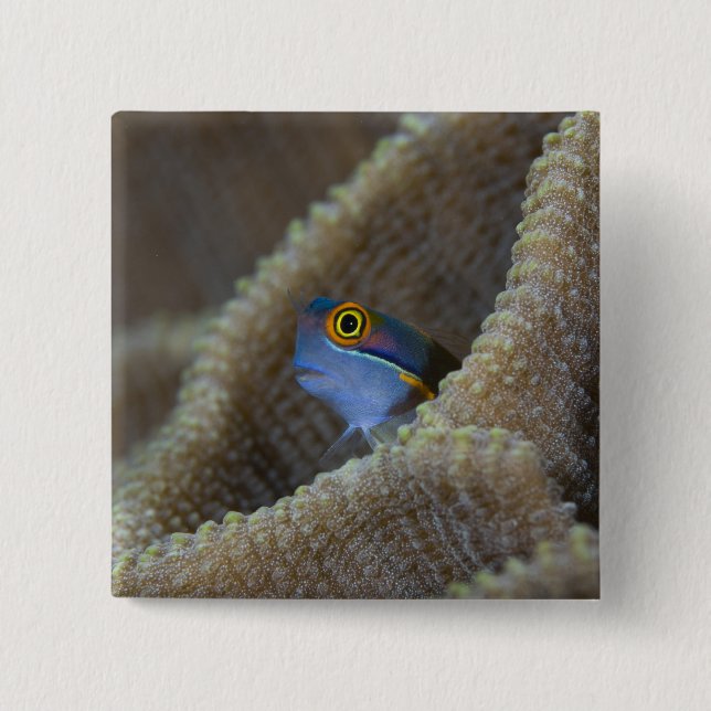Chapa Cuadrada Blenny fish Blenniidae) apuntando hacia fuera (Anverso)