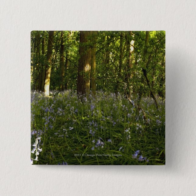 Chapa Cuadrada Bluebells en un bosque (Anverso)