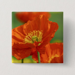 Chapa Cuadrada Bonita amapola roja