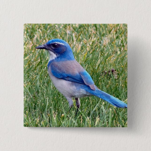 Chapa Cuadrada Bonito Blue Scrub Jay Bird Photo (Anverso)